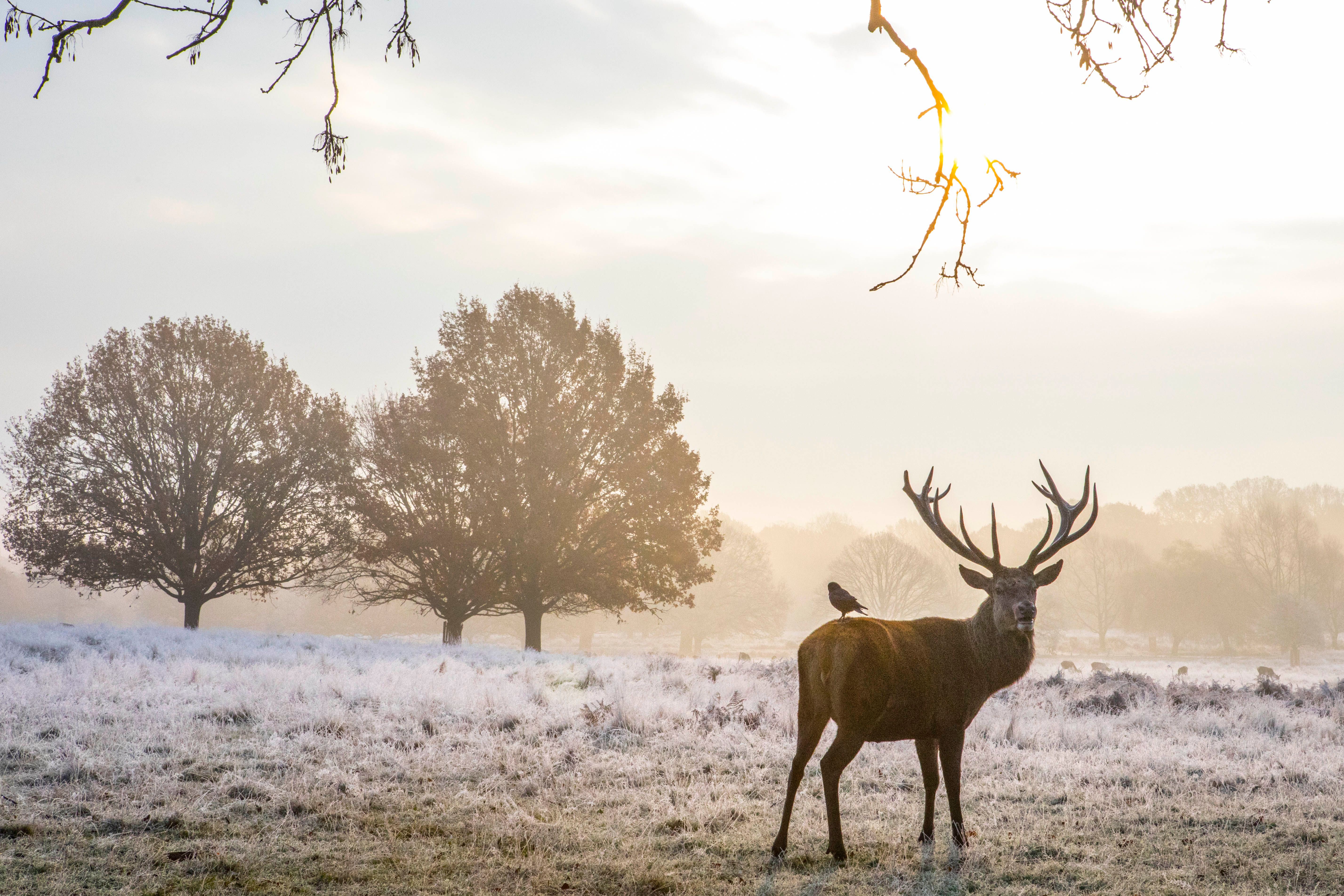 Seasonal weather, Richmond Park, London, UK - 22 Nov 2018