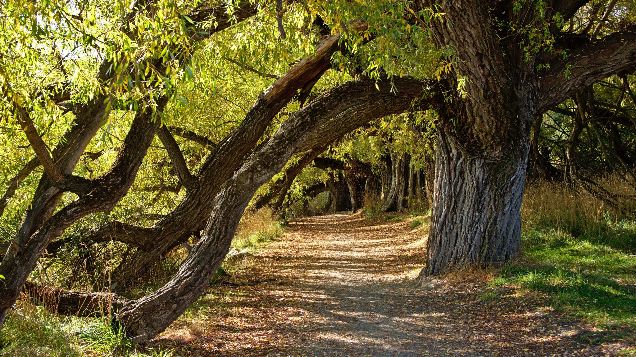 CENTRAL OTAGO