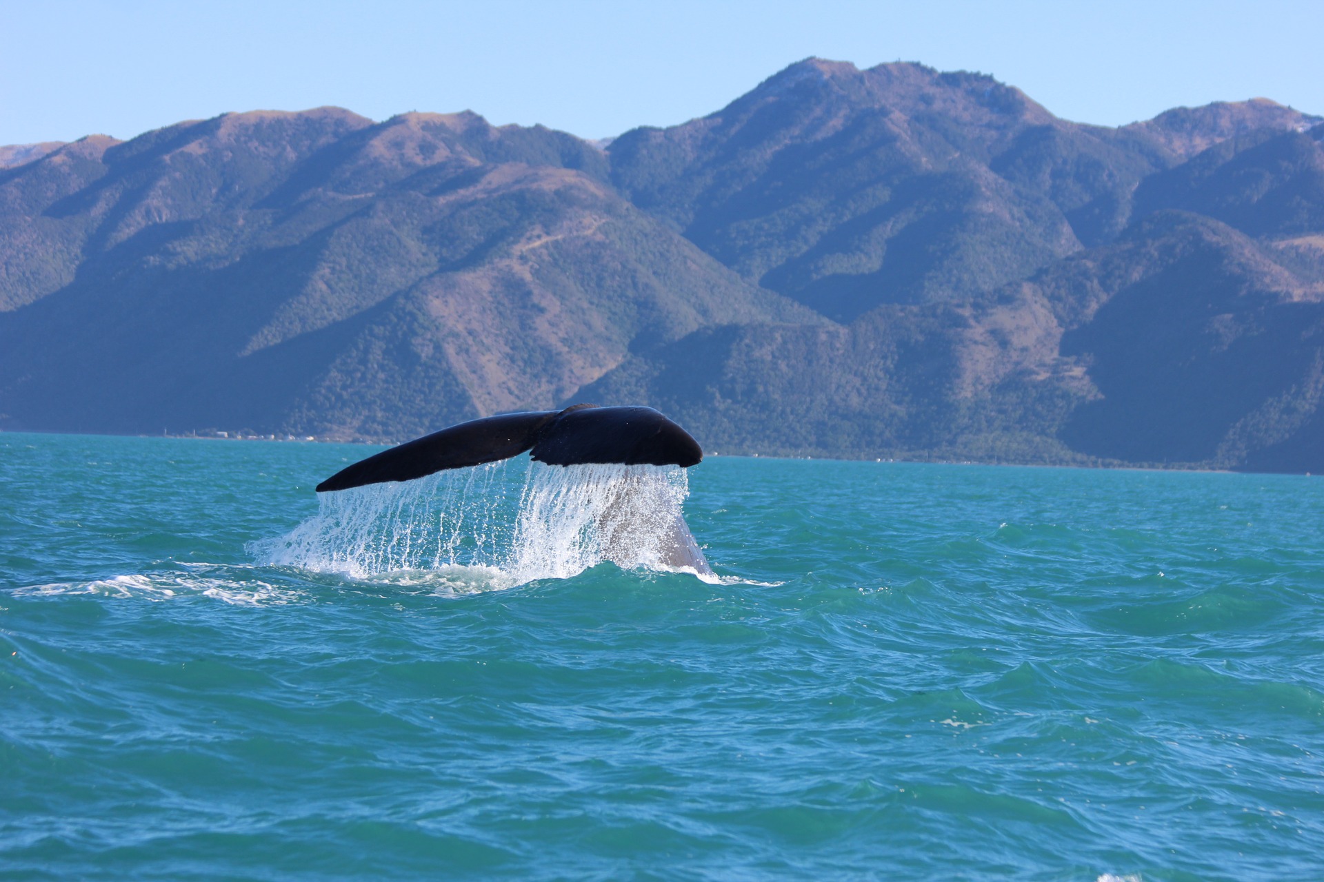 Kaikoura