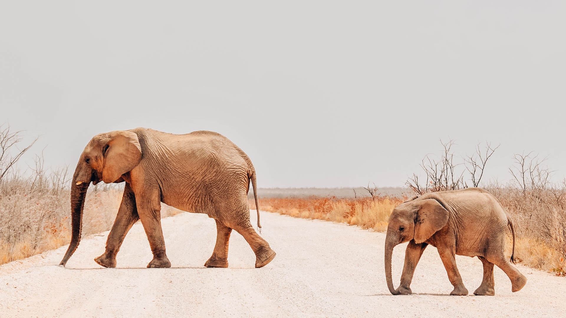 Namibia: Hidden Cameras Capture Rare Photos Of Elusive Animals | KeiKei ...