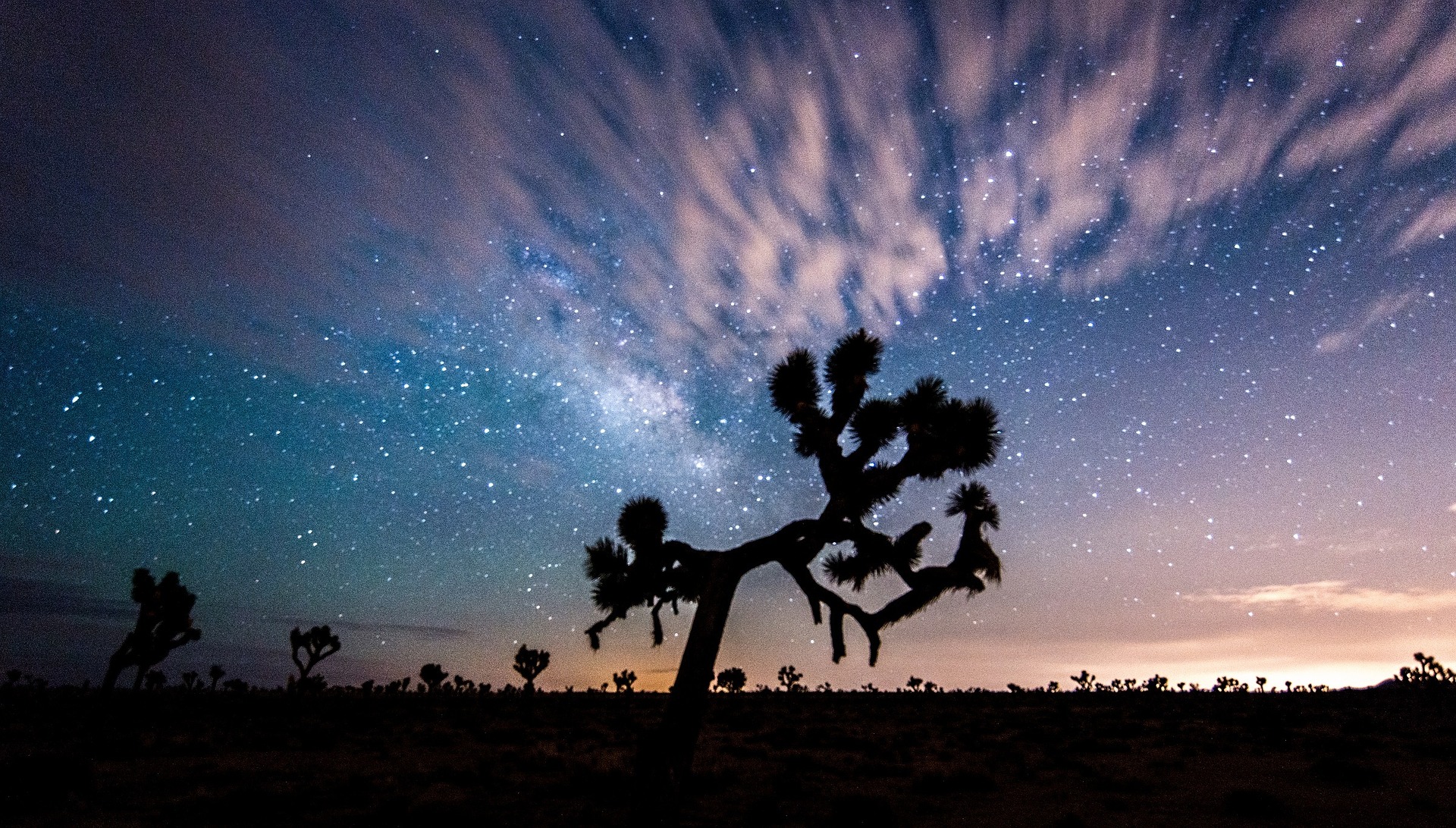 joshua-tree-1075725_1920.jpg