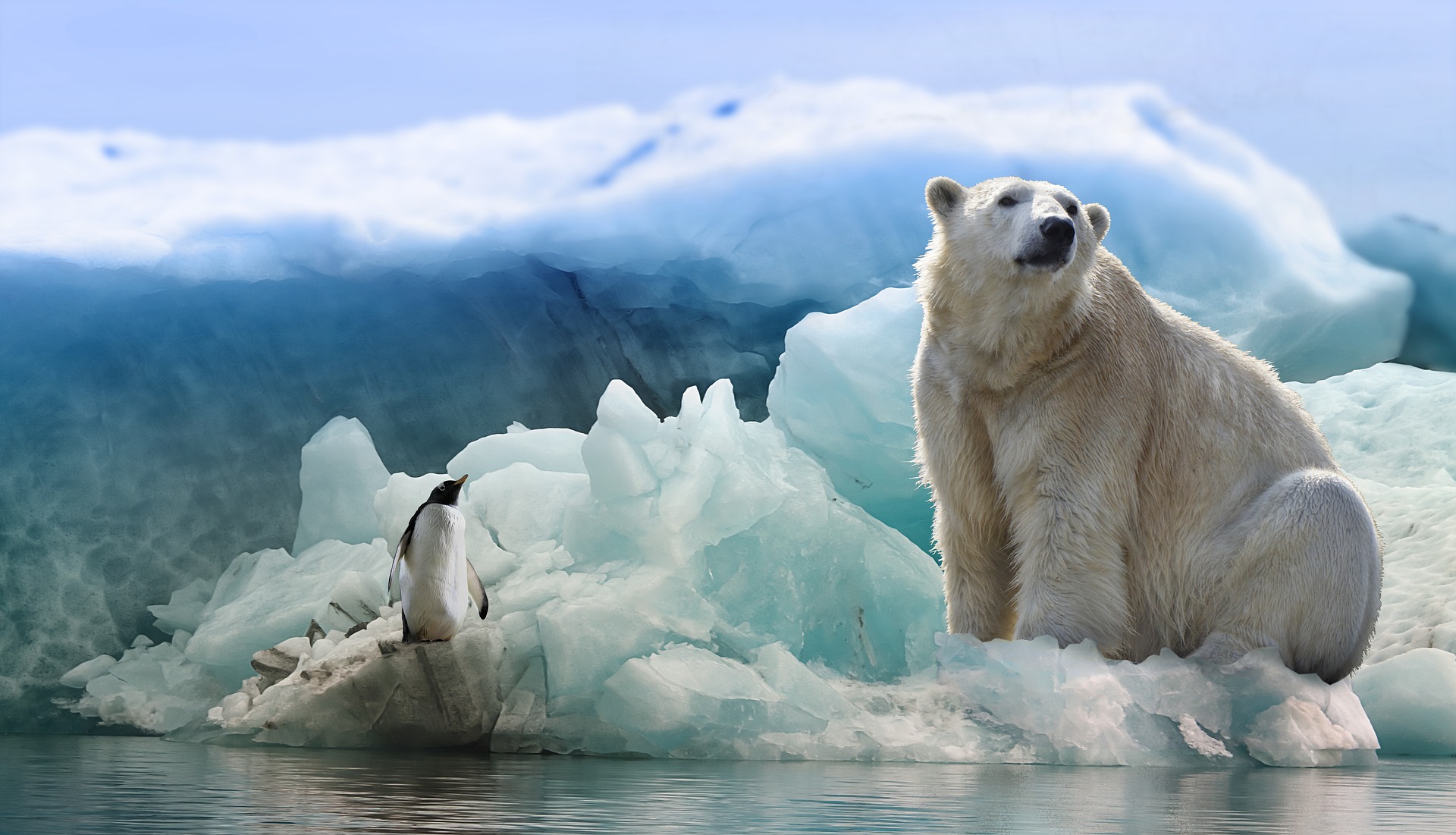 polar-bear-3277930_1920.jpg